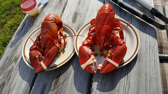 rose eden lobster bar harbor maine