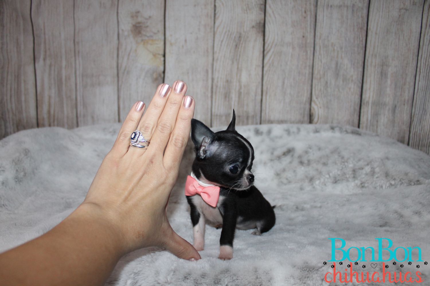 buy teacup chihuahua