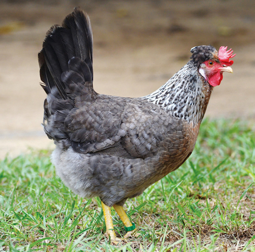 cream legbar hen