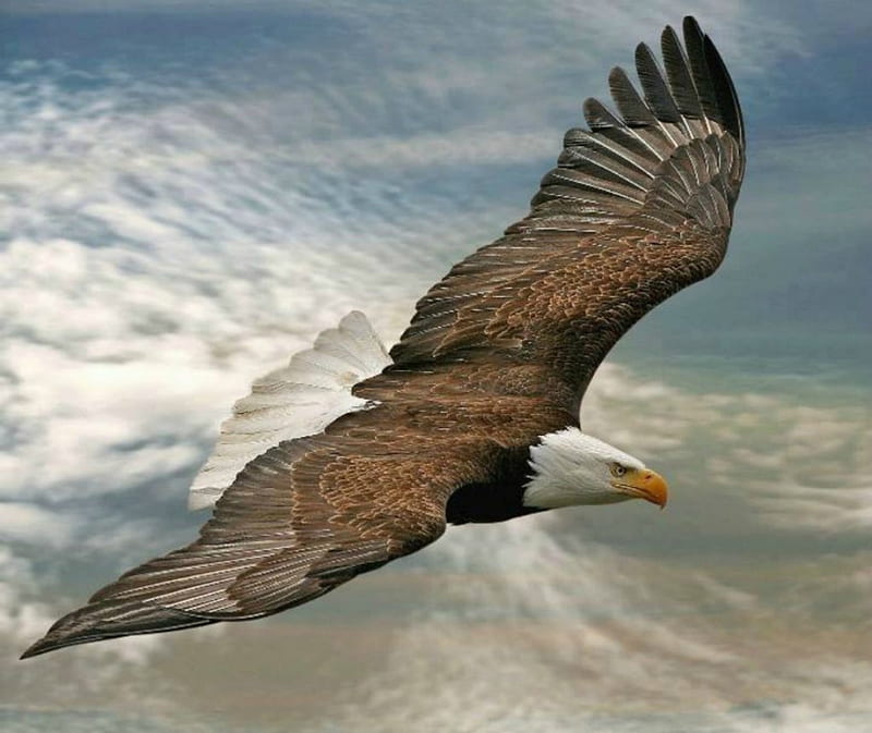 eagle flying images