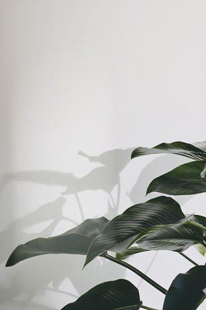 aesthetic minimalist plant background