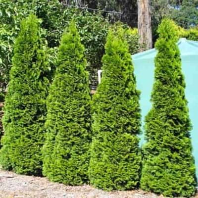 conifer gardens wholesale nursery