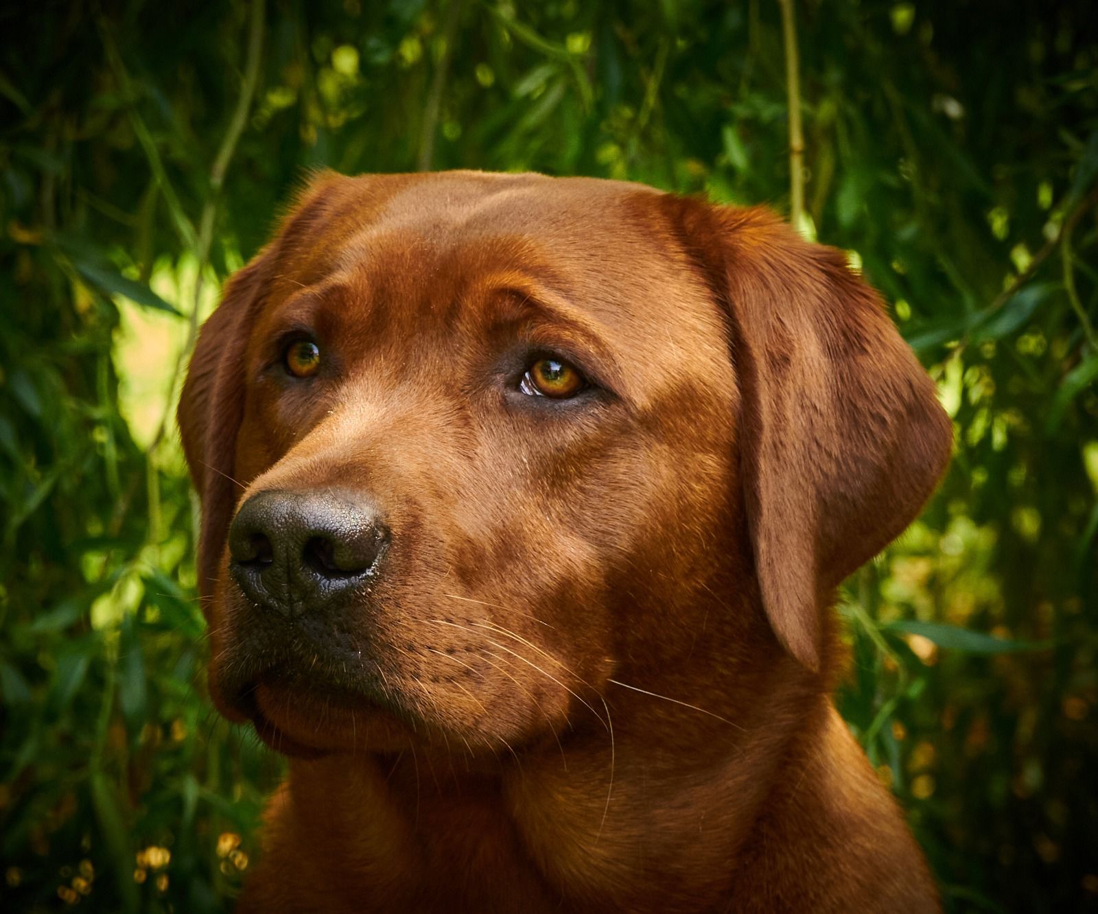 fox red labrador for sale