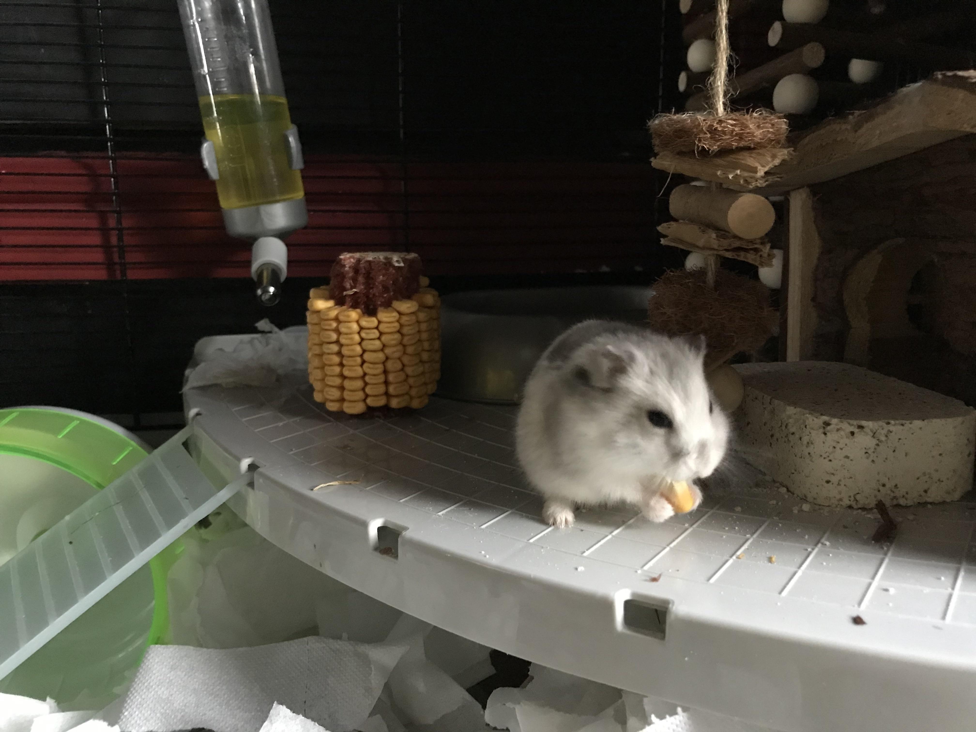 baby white hamster token