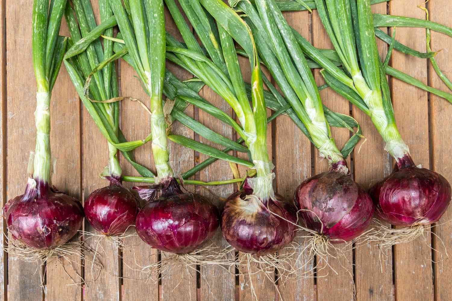 photos of onions