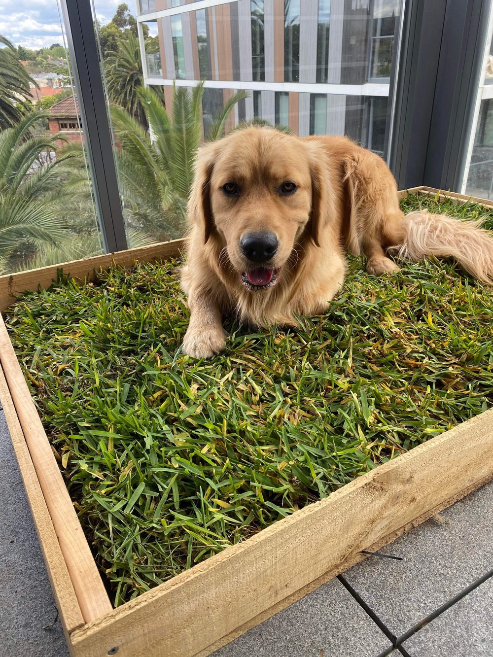 real grass dog potty