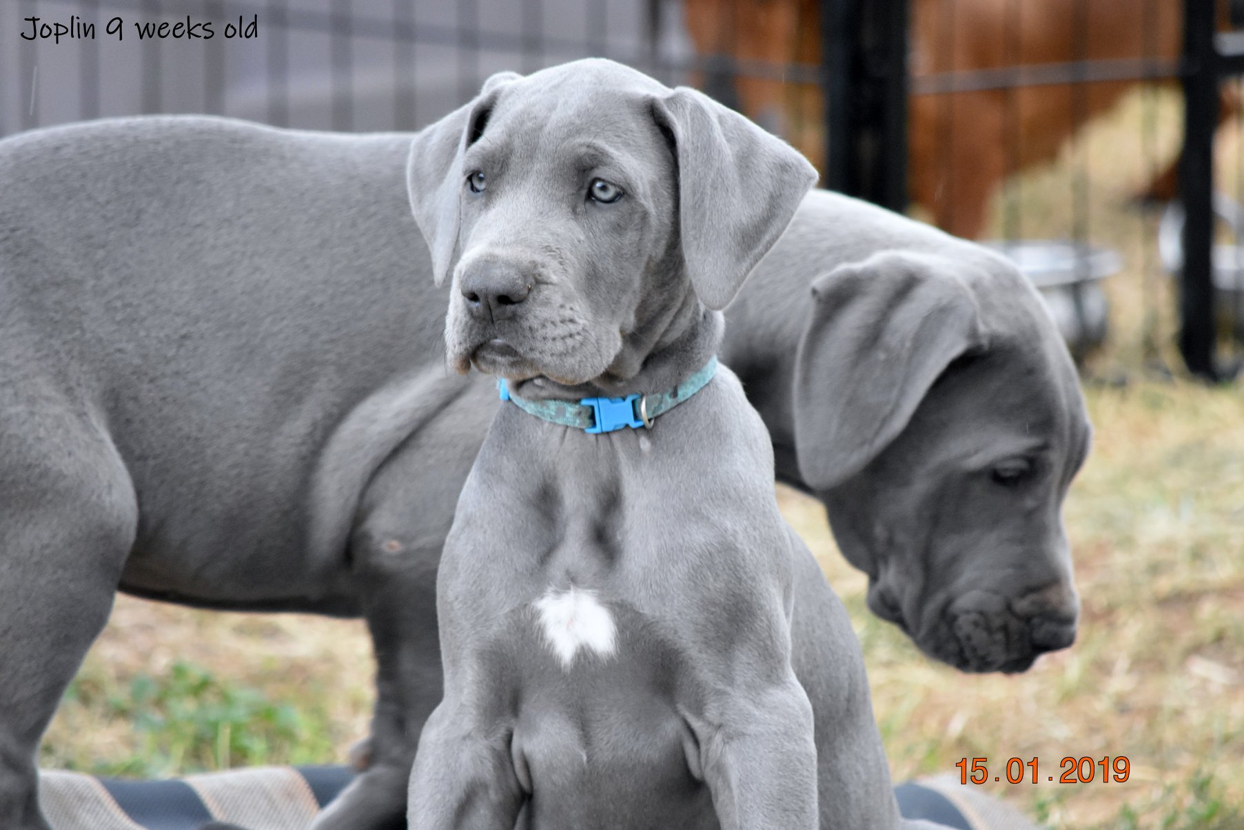 great dane puppies victoria