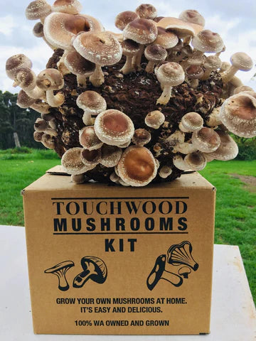 touchwood mushrooms