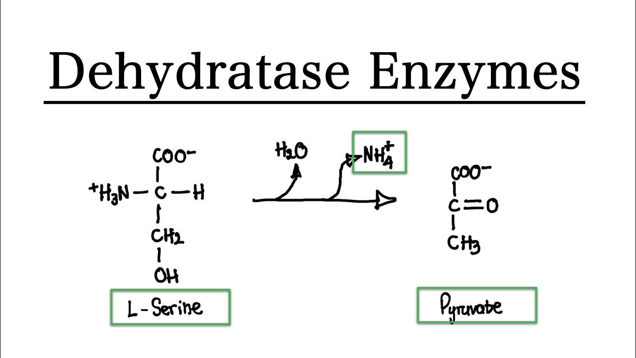 dehydratase