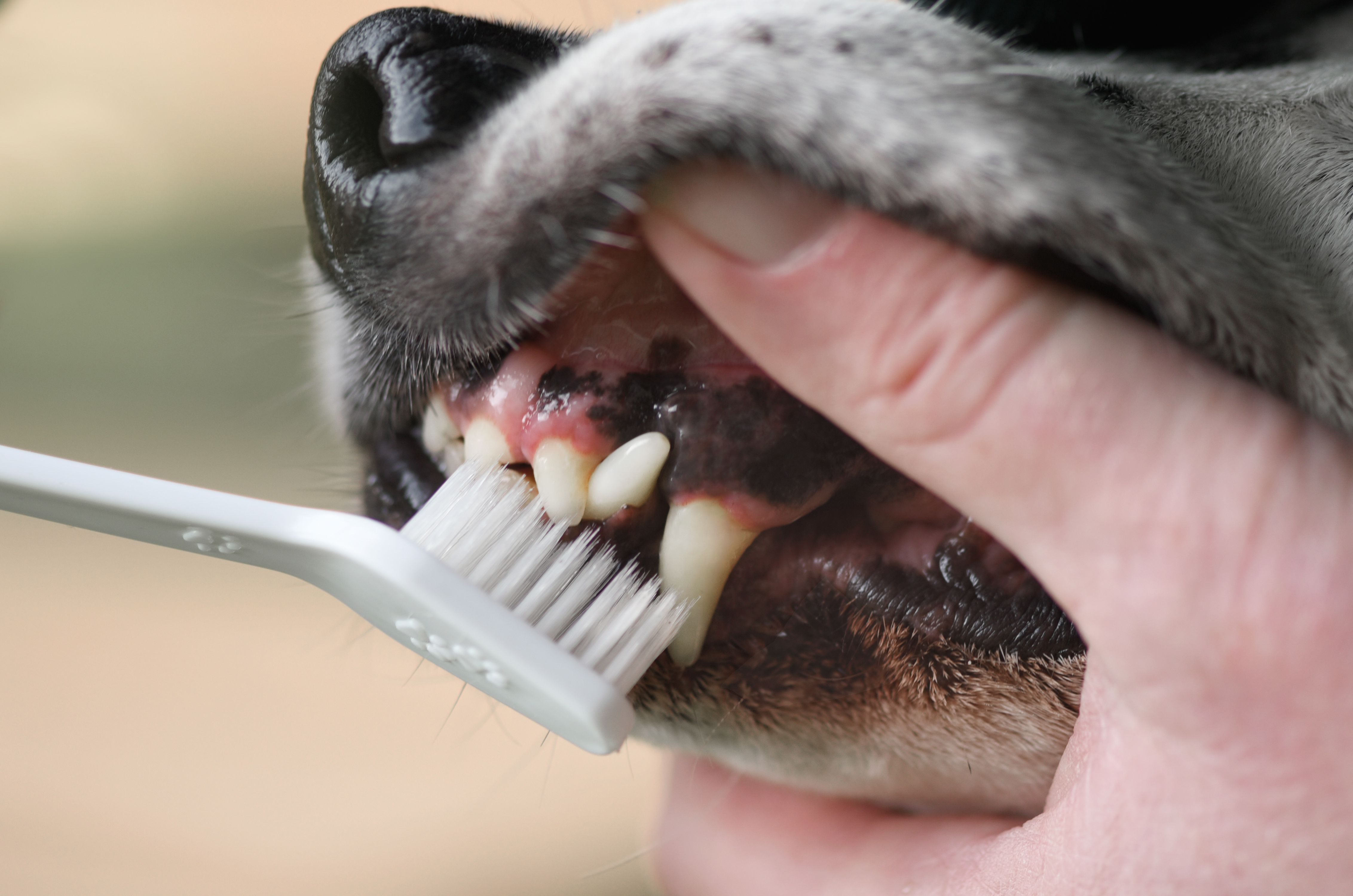 black dogs gums