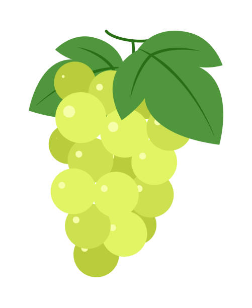 green grapes clipart