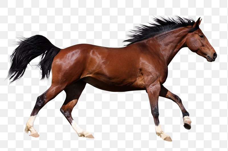 horse images free