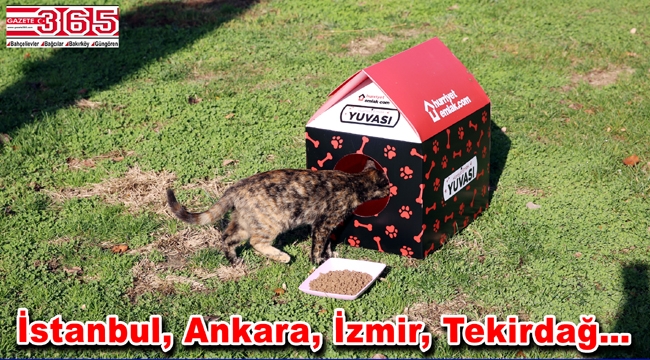 hürriyet emlak kedi evi