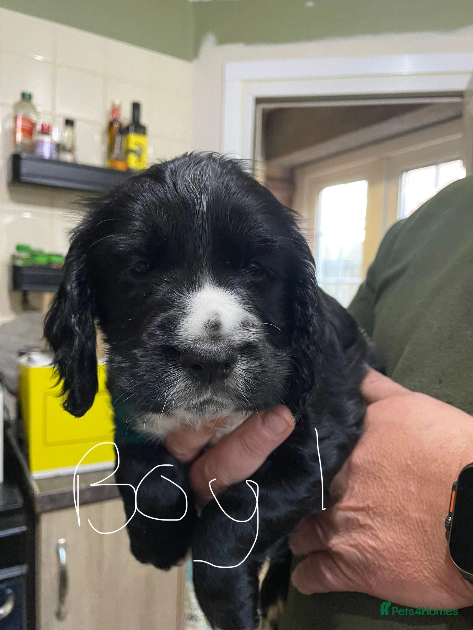 cocker spaniel puppies for sale dorset