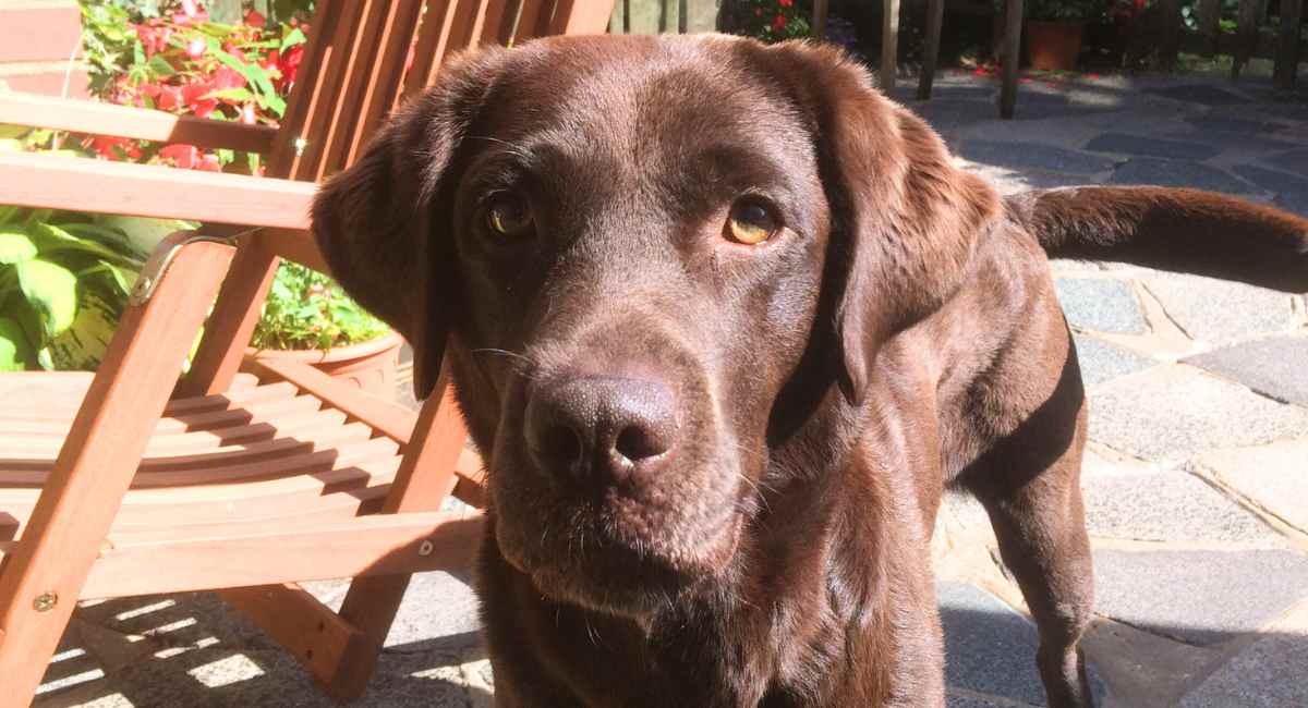 chocolate brown labrador retriever