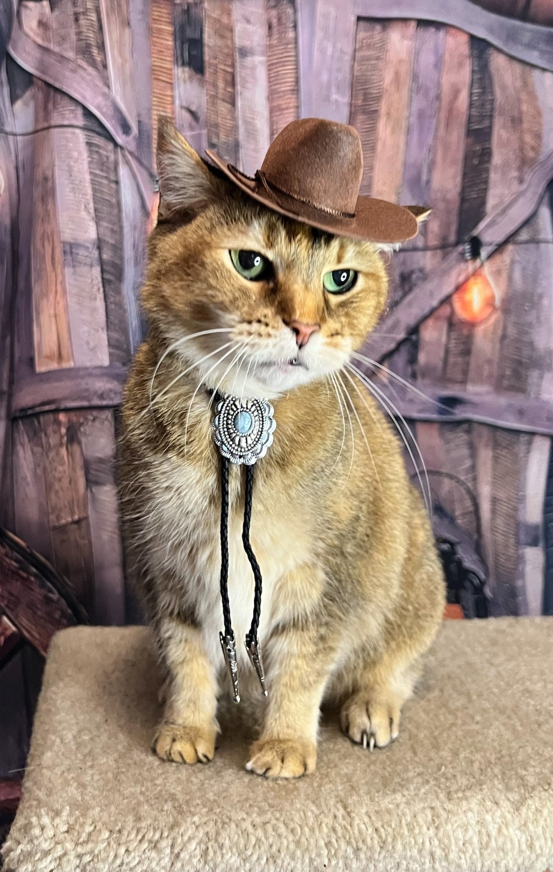 cat with a cowboy hat