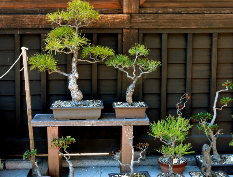 kobe bonsai