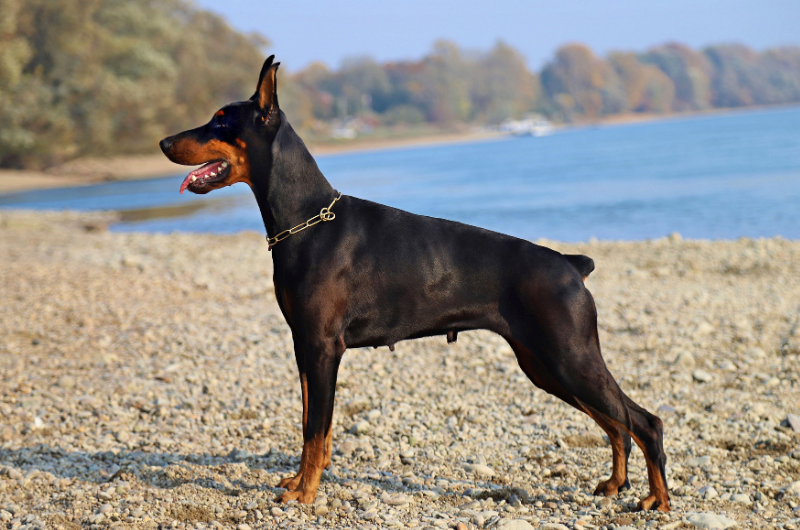 bite force of a doberman pinscher