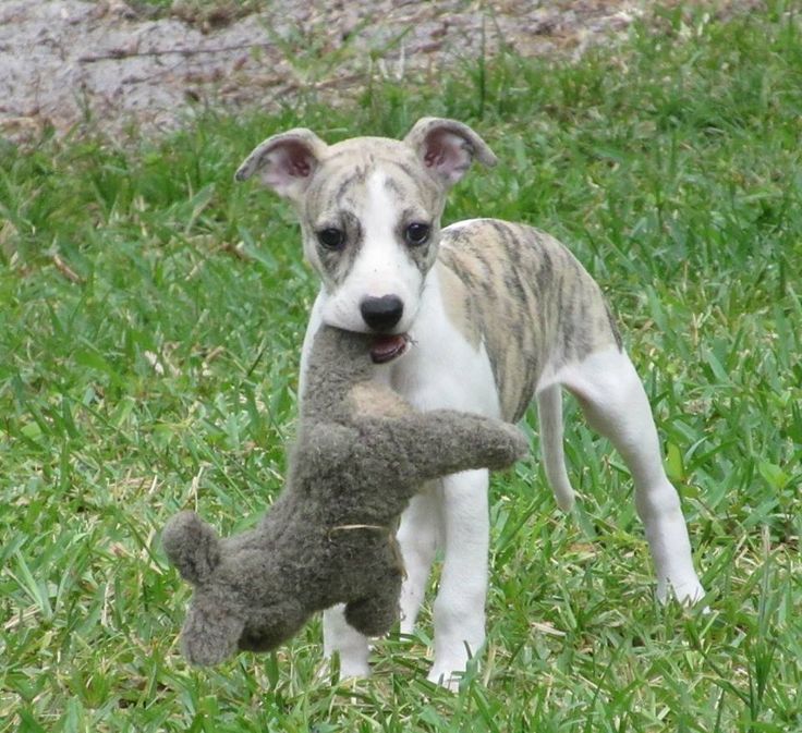 bull whippet puppies