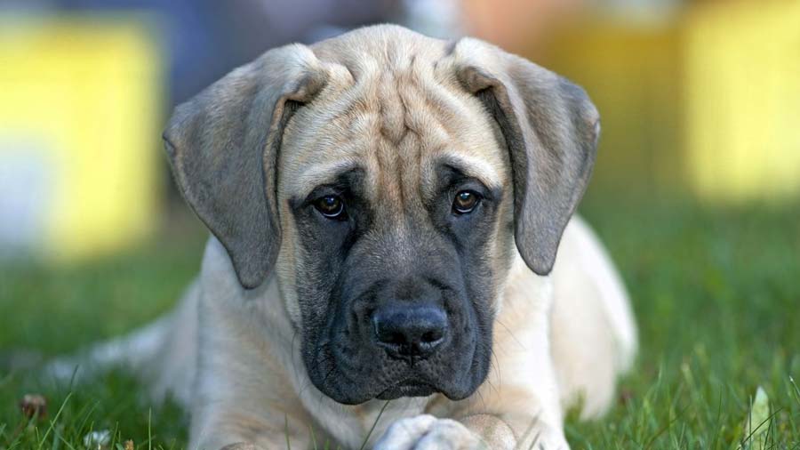 mastiff puppies