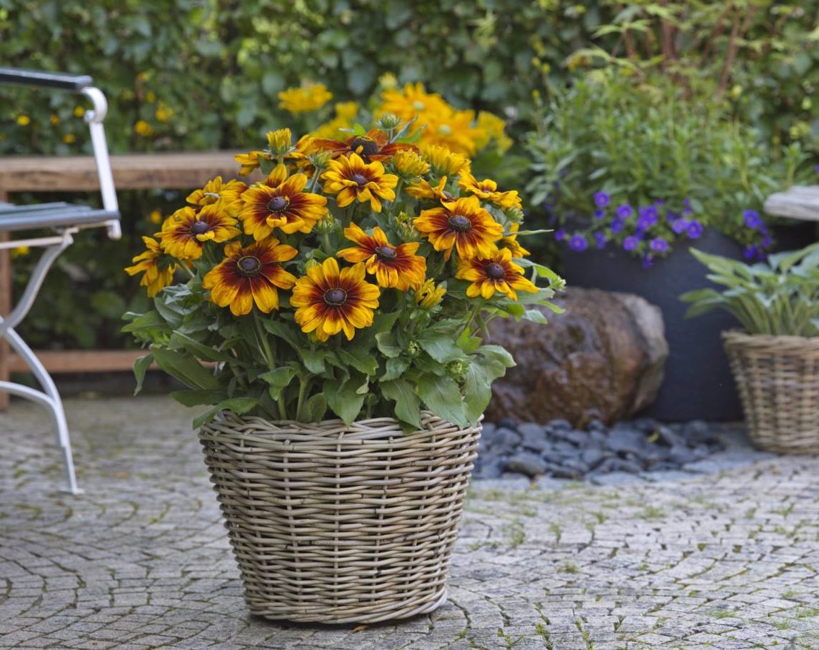 rudbeckia luna