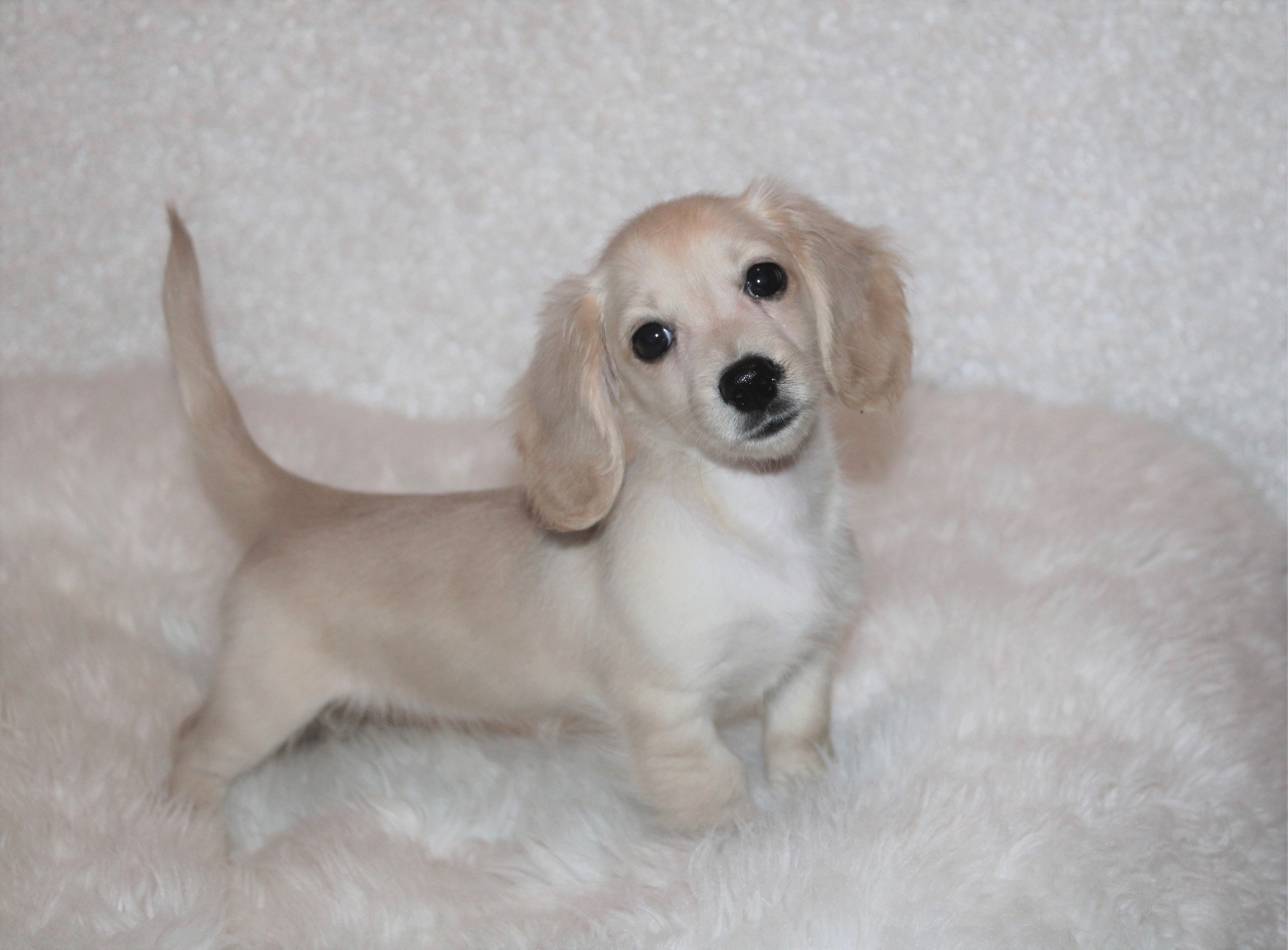 dachshund puppies for sale