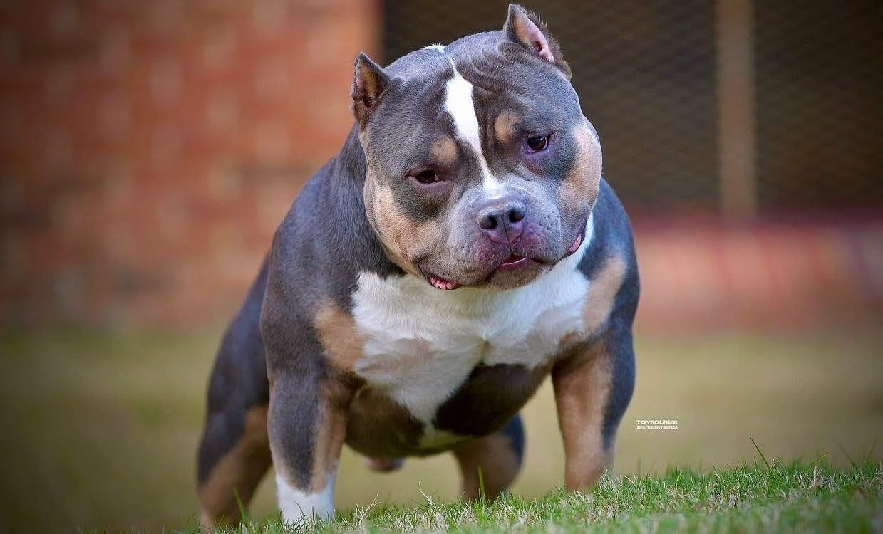 american bully dog pocket