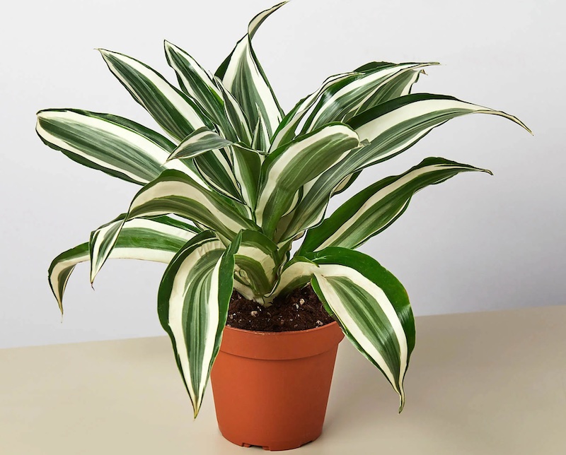 dracena cats