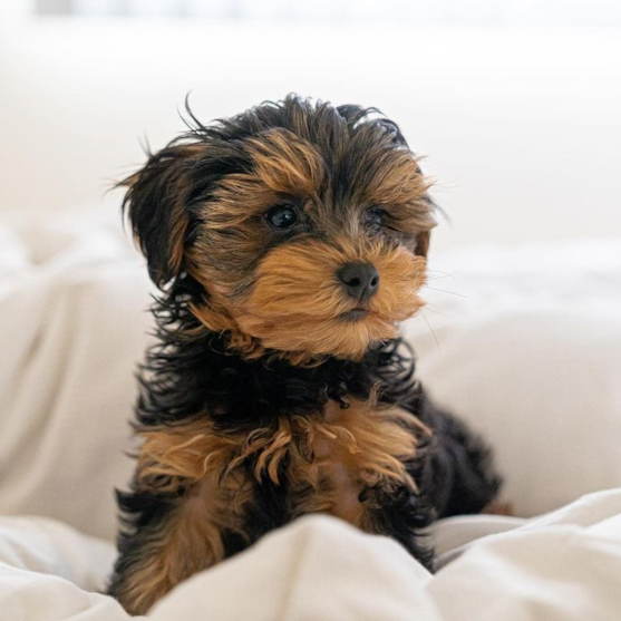 yorkie poo precio