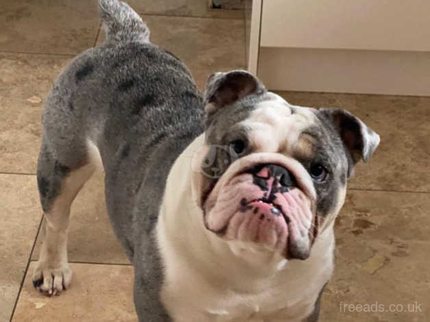 grey british bulldog