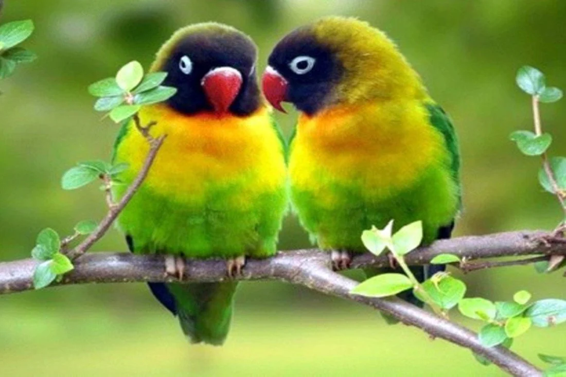 cute parrot images