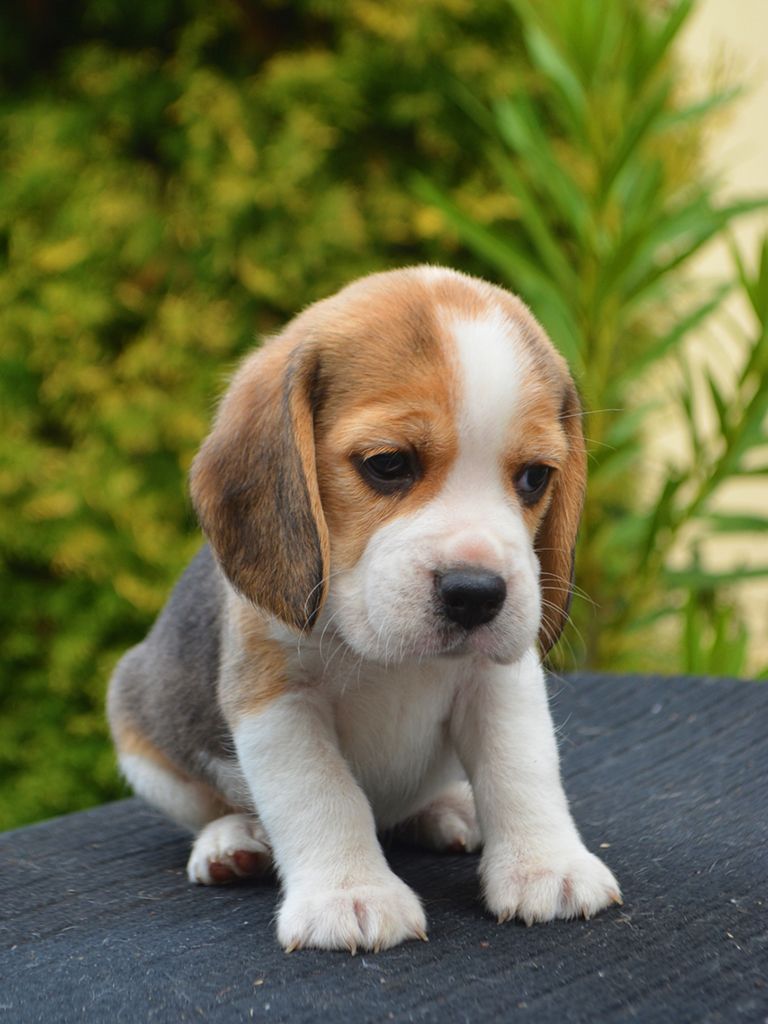 beagle dogs for sale