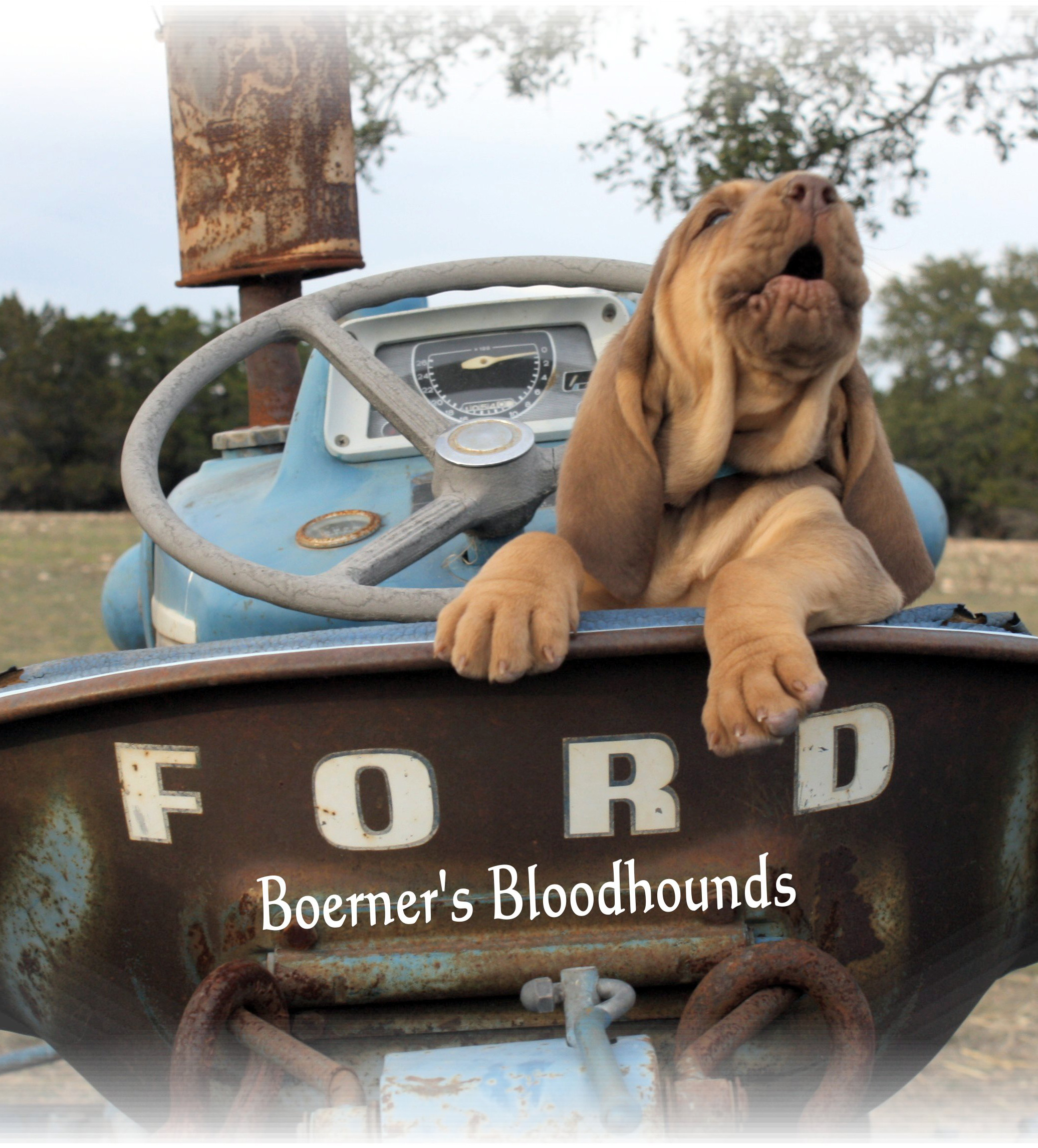 bloodhound pups for sale