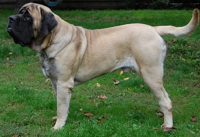 mastiff dog pics