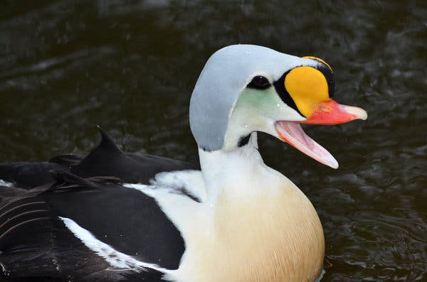 a flying duck crossword clue