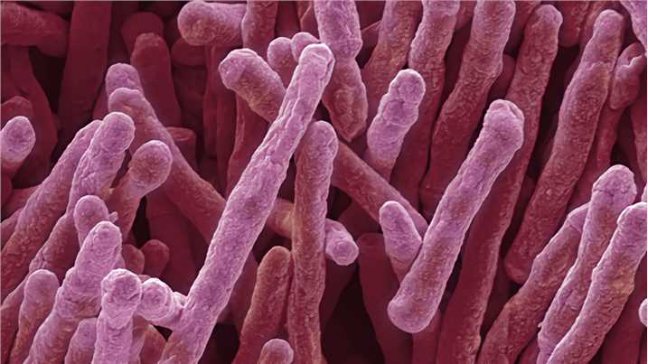 mycobacterium smegmatis