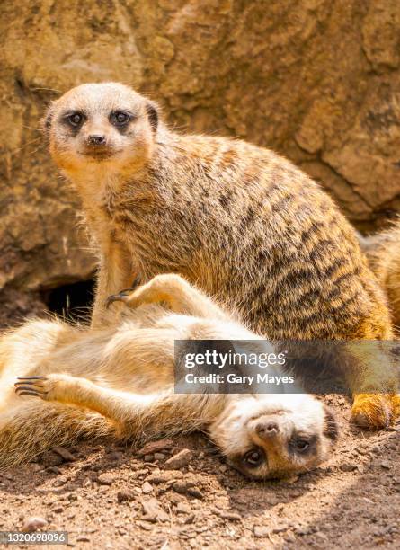 meerkat funny