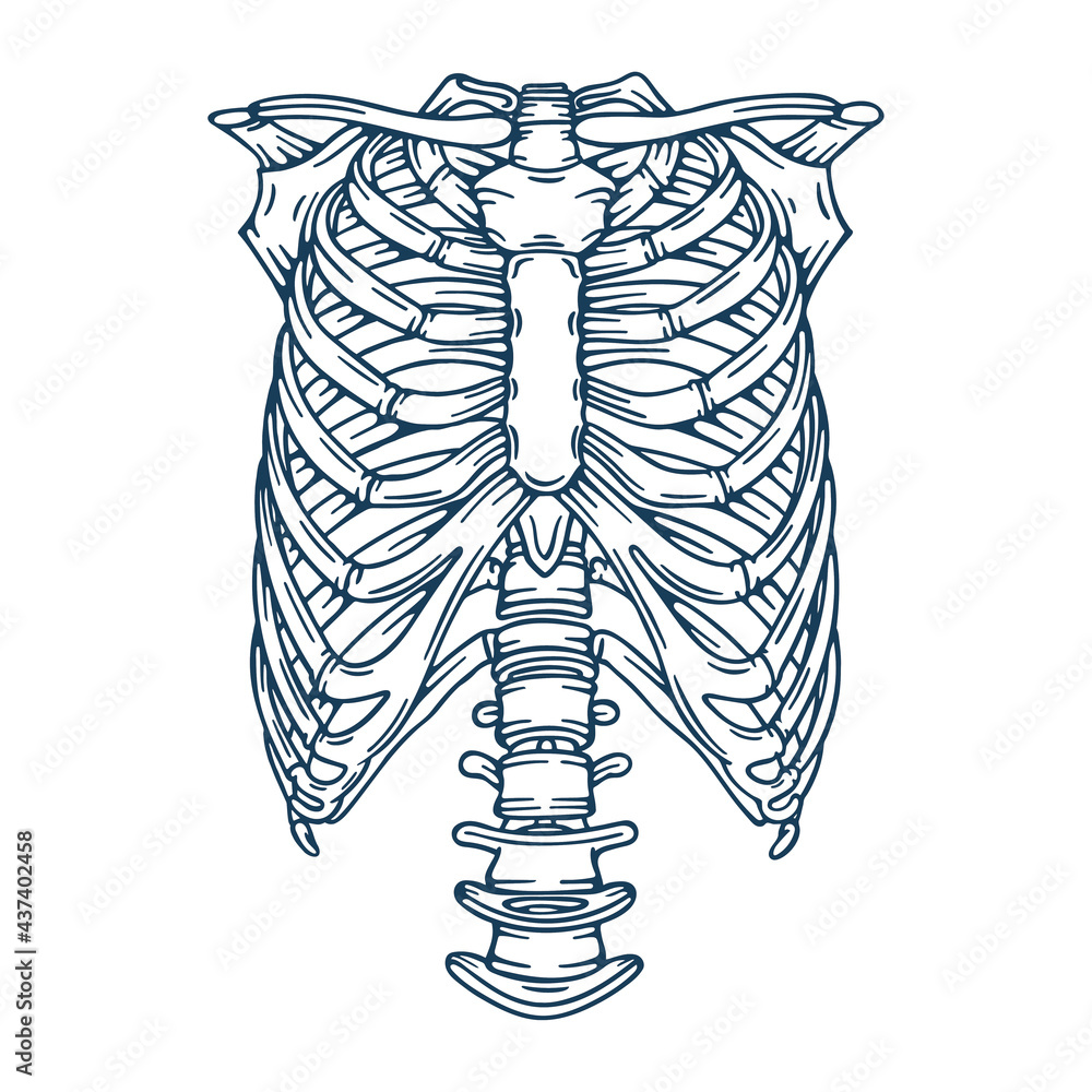 ribs vector