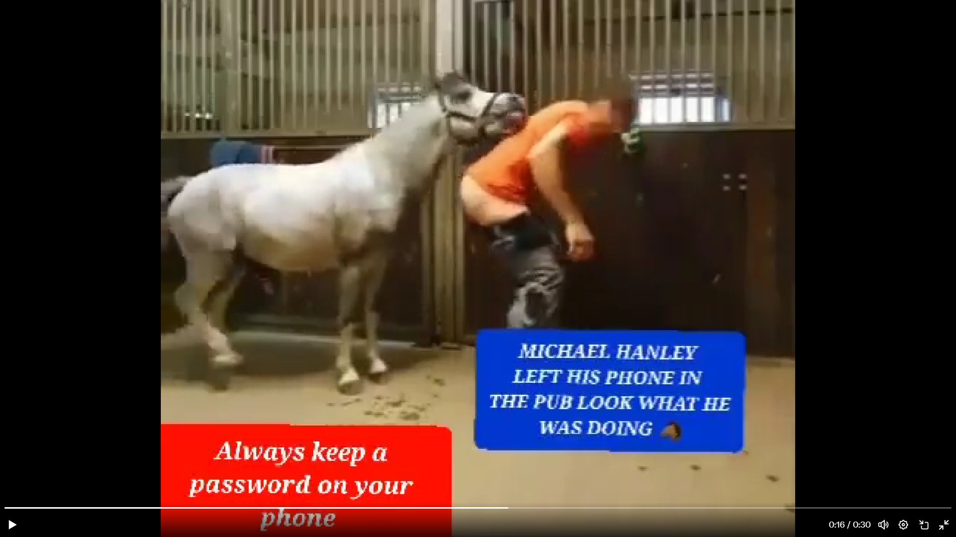 micheal hanley horse