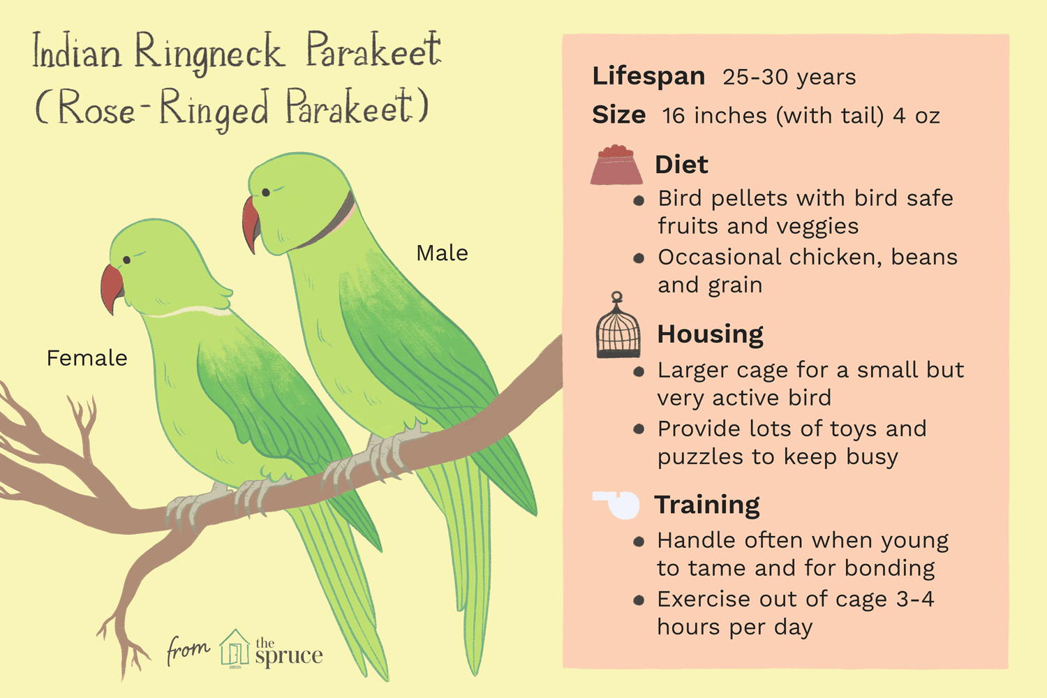 indian ringneck life expectancy