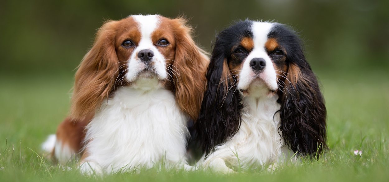 cavalier king charles spaniel puppies for sale