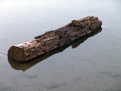 a piece of wood floats on water