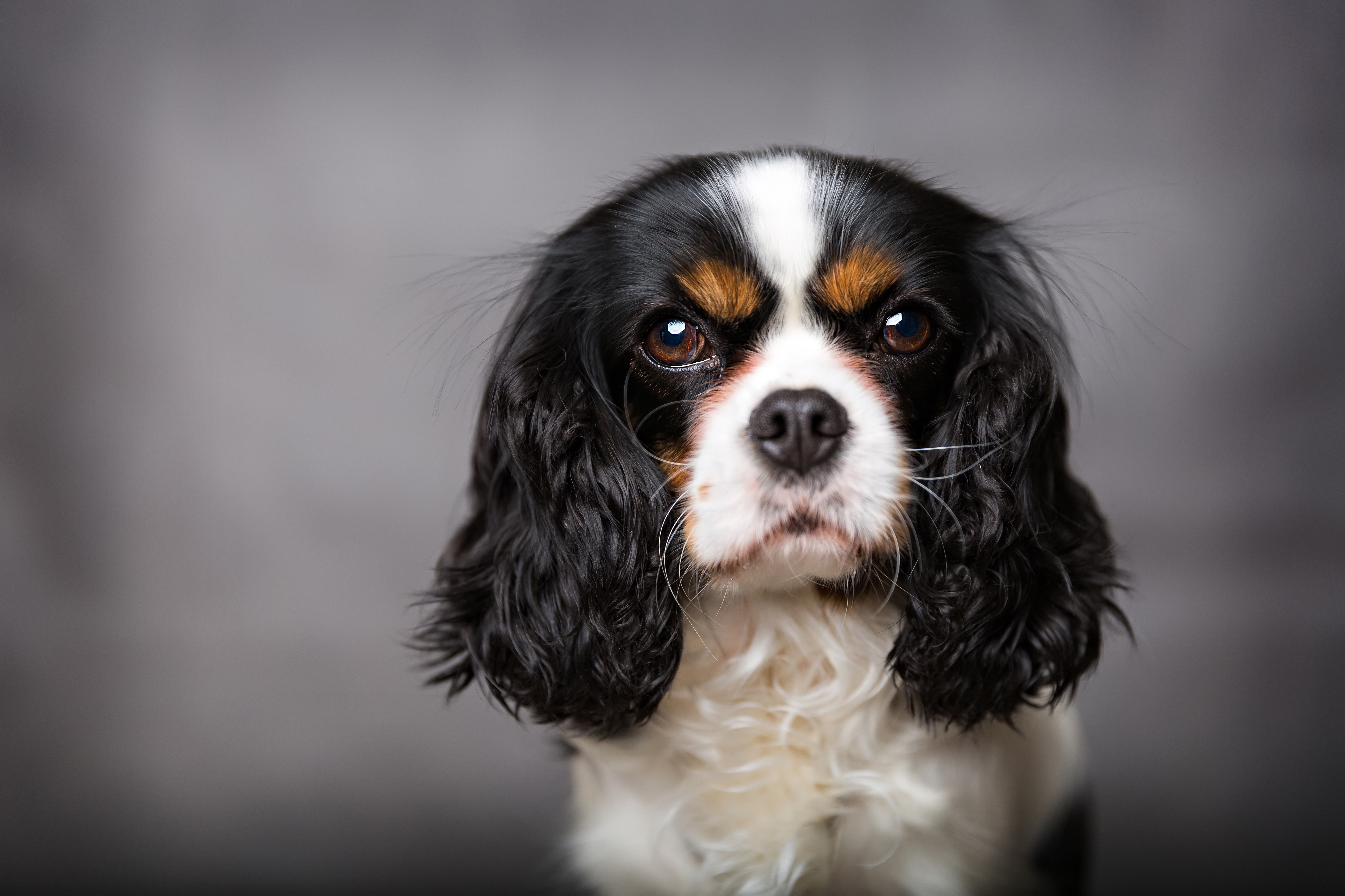 cavalier king charles breeders near me