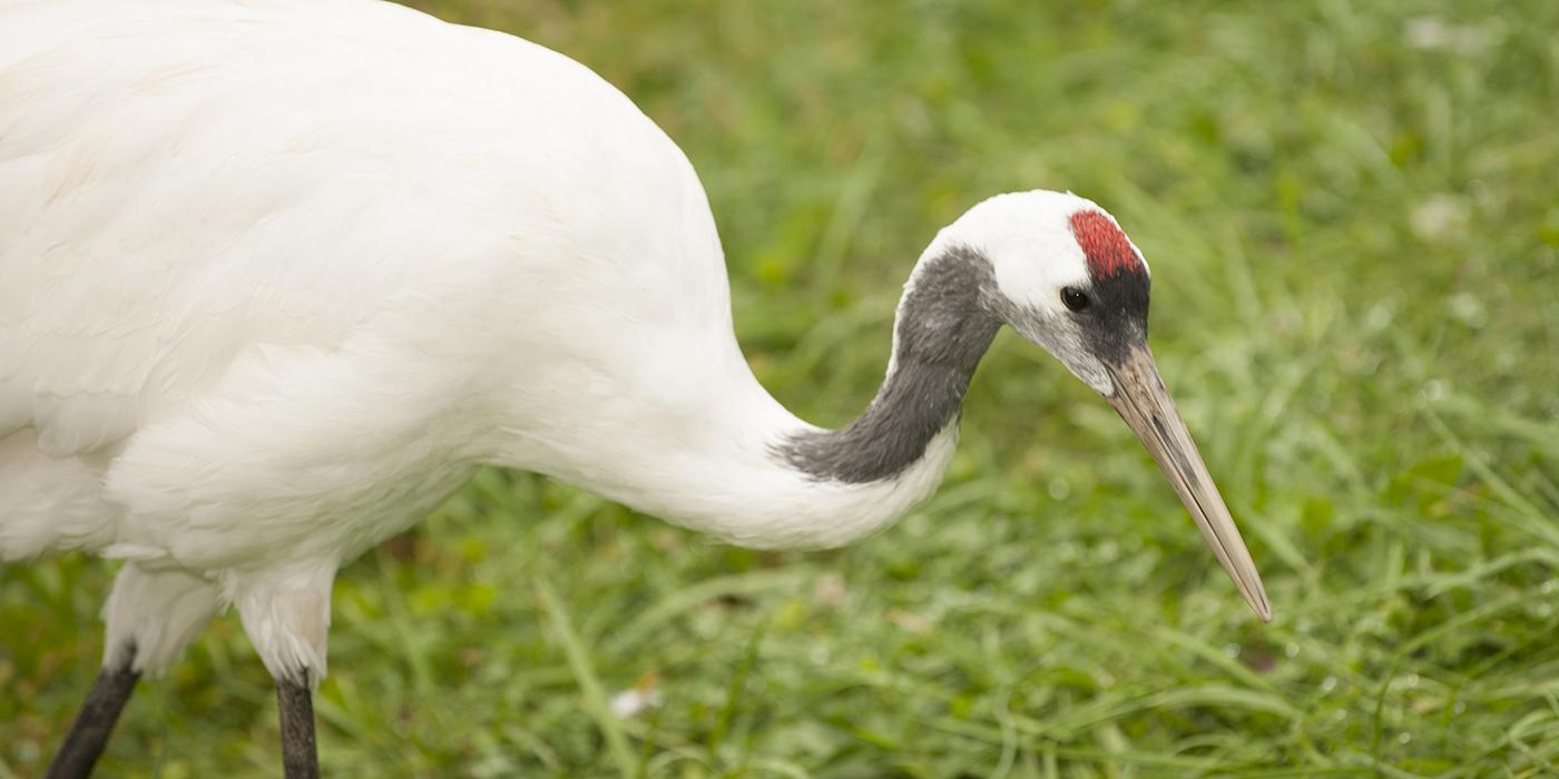 crane bird images