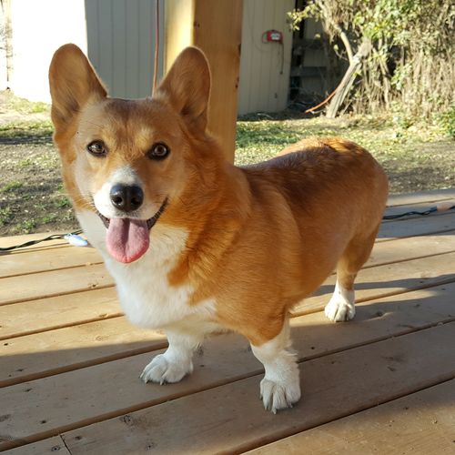 corgi breeders alberta