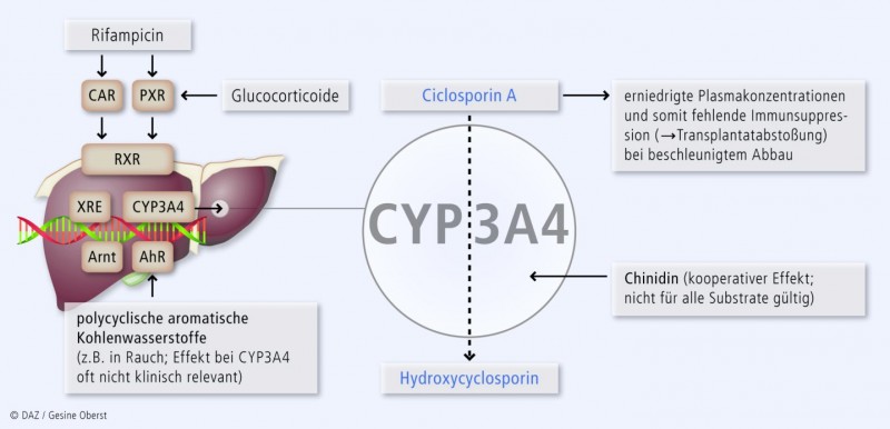 cyp3a4 hemmer