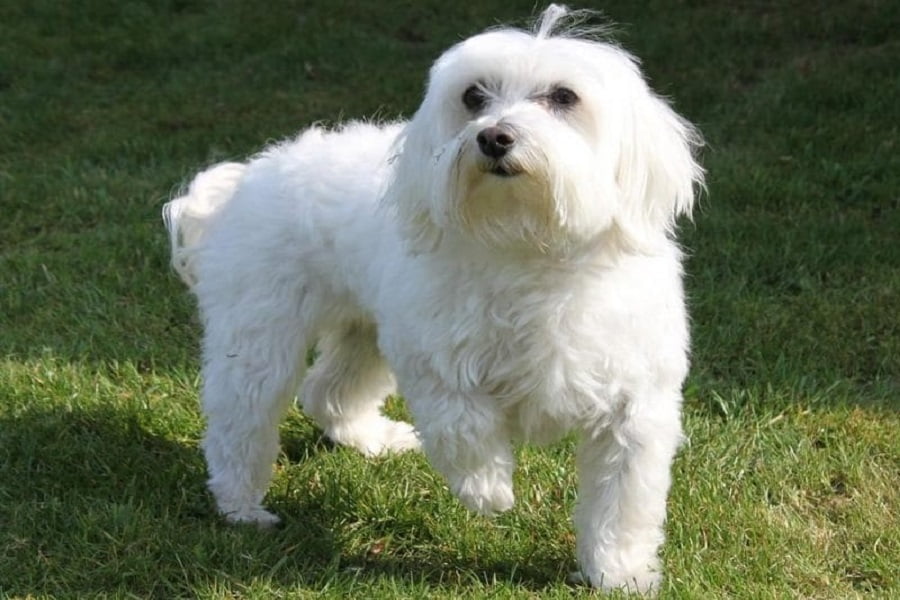 maltese terrier ekşi