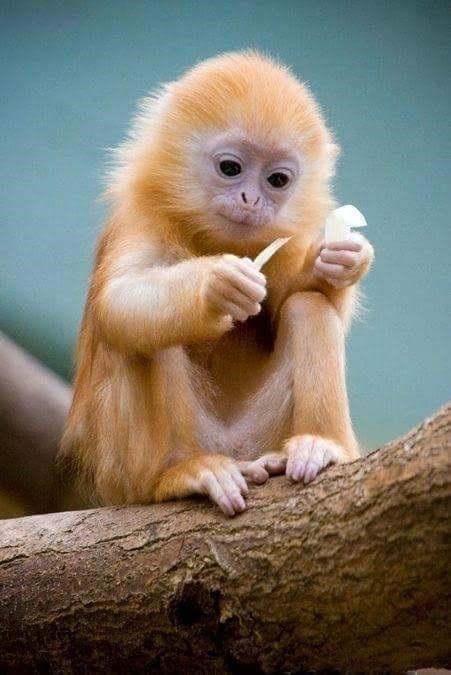 cute monkey photos