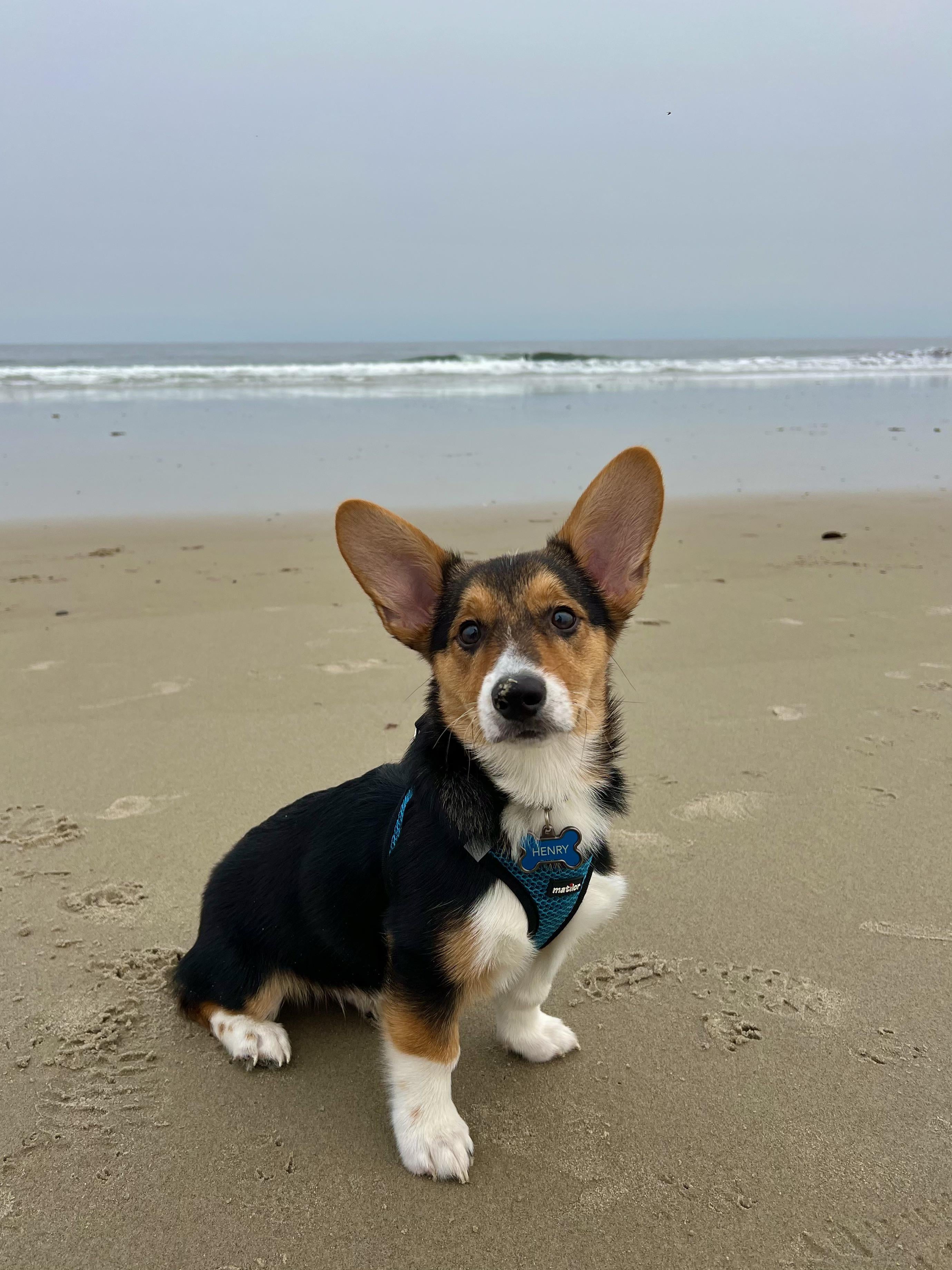 corgi rescue bc