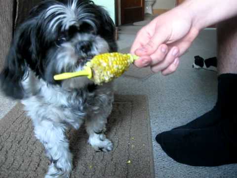 can shih tzu eat corn